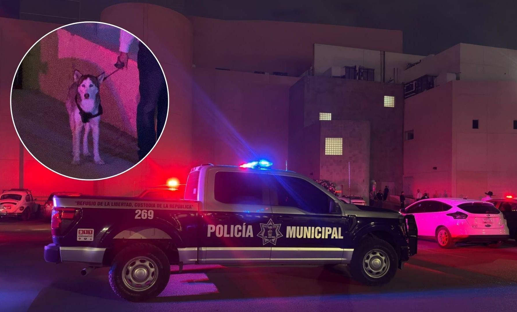 Un niño resultó lesionado tras ser atacado por un perro Husky